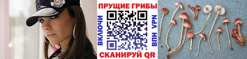 omg зеркало Минусинск Галлюциногенные грибы мицелий как найти закладки